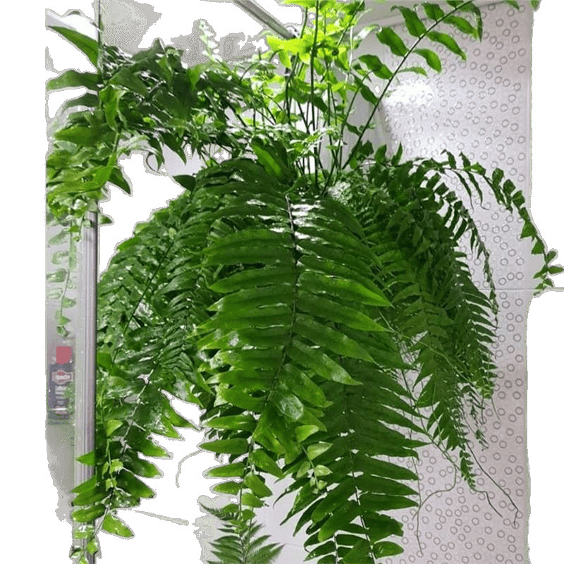 Giant Long-Leaf Maidenhair Fern Boston Fern Large Potted Hanging Fern Maidenhair Fern Indoor Potted Rainforest Rhizome for Living Room