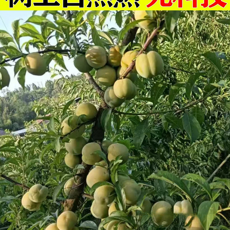 Sichuan Boneless Plums, Green Crispy Plums, Fresh Fruits, Seasonal Crispy Sweet Plums, Freshly Picked Large Fruits, Whole Box