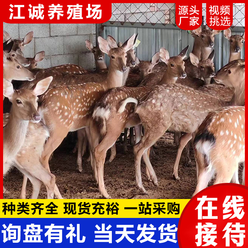 How Much Does a Garden Ornamental Sika Deer Cost? Selling and Renting Sika Deer Live. Sika Deer Calf Price