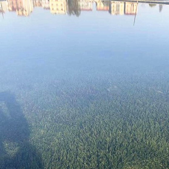 Dwarf Evergreen Bitter Grass Seedlings, Aquatic Plants, Submerged Bitter Grass Seedlings, Underwater Forest Water Purification Flower Seedlings, Evergreen All Year Round