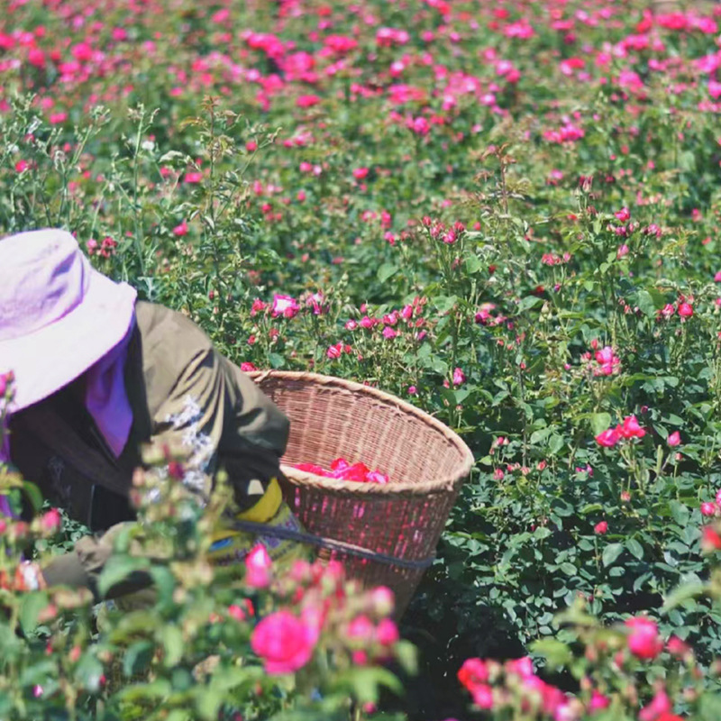 Edible Rose Seedlings Double-Petaled Balcony Courtyard Flower Potted Plants Blooming in All Seasons Damascus Yunnan Dianhong Seedlings