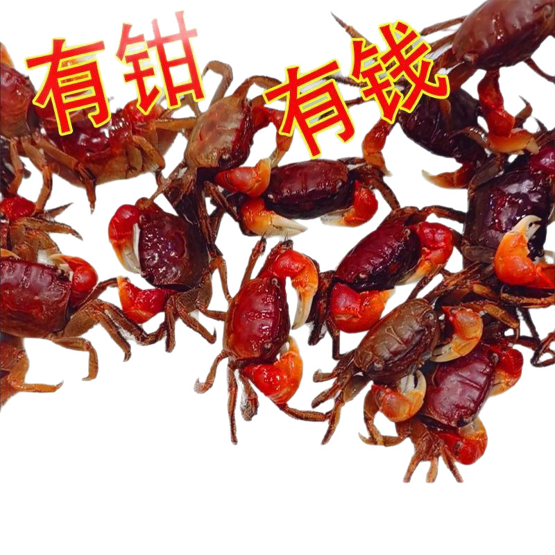 Watermelon Crab Couple Crab Hermit Crab Desktop Ornamental Crab Live Pet Crab Colorful Small Crab Wild Internet Celebrity Cute Pet