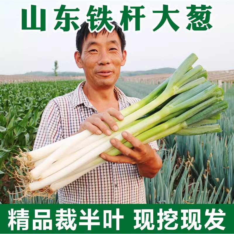 Шандуньский зеленый лук Чжанчю, свежие овощи 2.5кг, сезонная целая коробка, соус для макания, длинный лук, фермерский зеленый лук для помощи фермерам