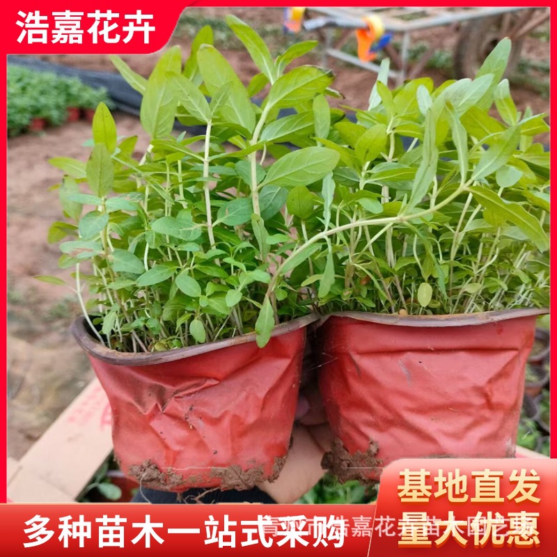 Оптовая база саженцев настурции для парка, сада, горшечных декоративных цветов, озеленение водно-болотных угодий, саженцы водной настурции