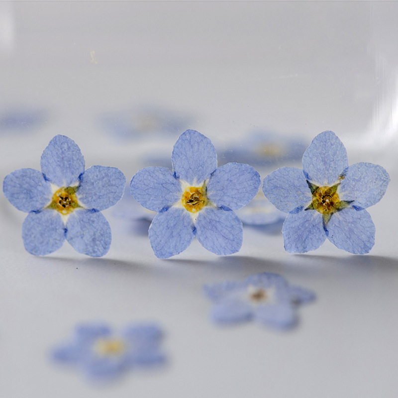 Forget-Me-Not Dried Flower Embossed Real Flower Plant Specimen Drop Glue Bookmark Photo Frame DIY Material Face Decoration Baffles