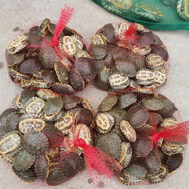 Brazilian Turtle Pet Turtle Stall Live Animal Wholesale Large and Small Turtle Seedlings Turtle Domestic Pet Turtle Wholesale Farm