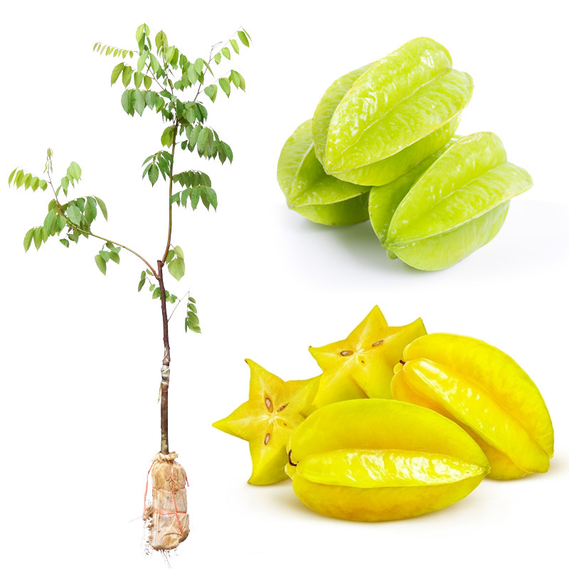 Starfruit Seedlings Grafted Seedlings Malaysia Taiwan Sweet Starfruit Red Starfruit Seedlings Balcony Potted Four-Season Fruit Seedlings