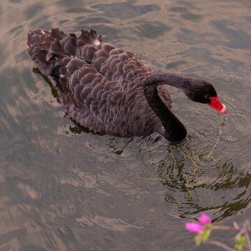 High-Quality Black Swan Chicks, Live Young Purebred Black Swan Seedlings, High Survival Rate, Batch Wholesale, Video Support