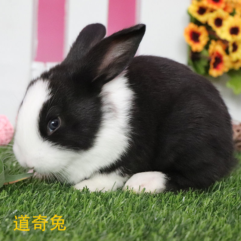 Yuanxi Little Rabbit Live White Rabbit Live Panda Rabbit Princess Rabbit Meat Rabbit Rabbit Princess Rabbit Wholesale Chengdu