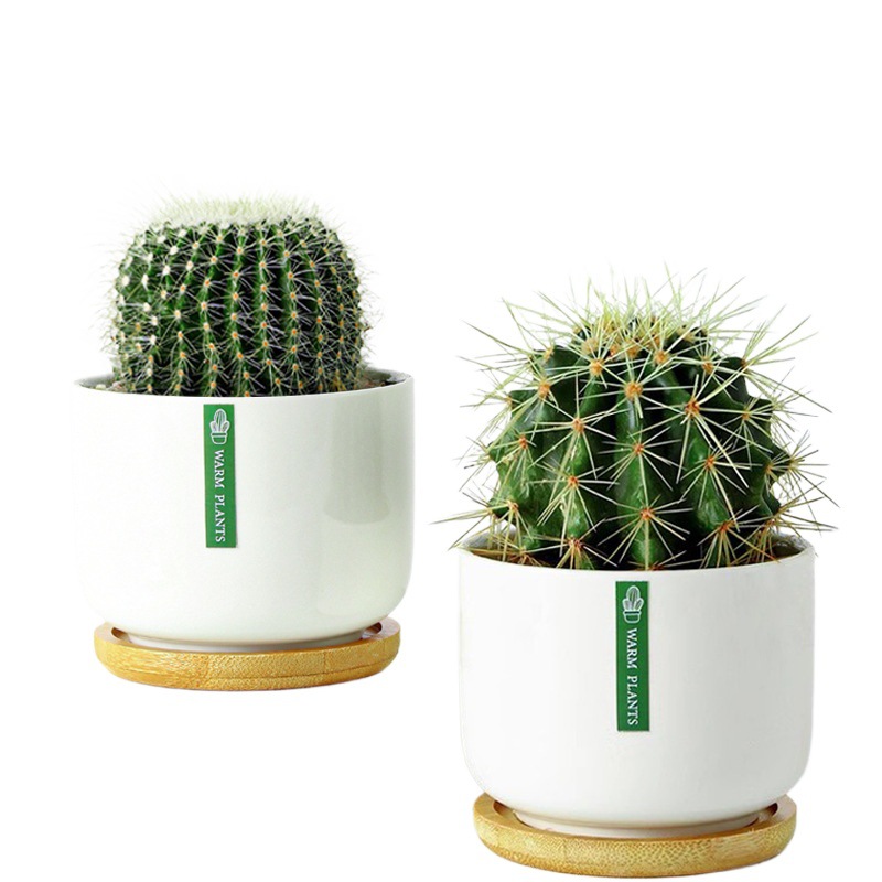 Golden Crown Golden Amber Golden Tiger Cactus Cactus Indoor Potted Plant Office Balcony Succulent Plants Good Flowers