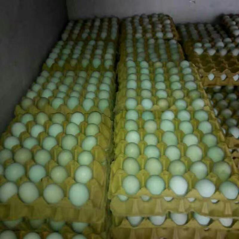 Farm Green-Shelled Eggs, Black Eggs, Baby Nutritional Eggs, Postpartum Eggs for Pregnant Women, Mountain Forest Original Ecological Free-Range Eggs