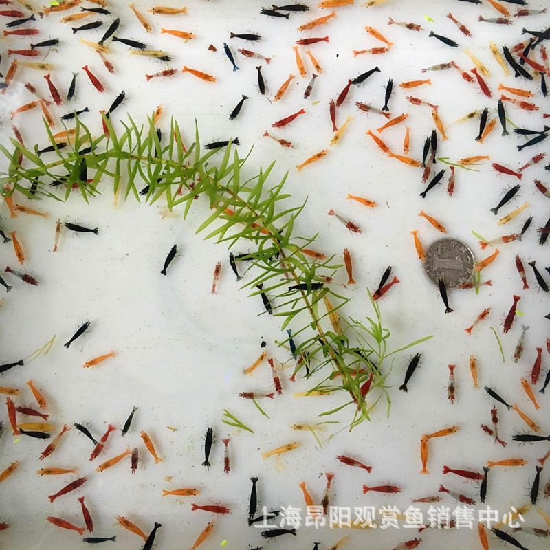 1-1.5cm Red Crystal Shrimp Xiangji Extreme Fire Sakura Shrimp Sapphire Large and Algae Ornamental Shrimp Living Algae Shrimp