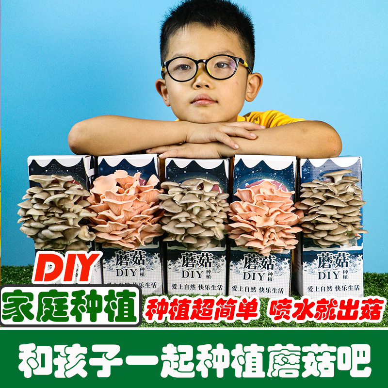 Mushroom Strand Planting Edible Mushroom Pleurotus ostreatus Mushroom Bag Box Children's Gift Mushroom Bag Family Fun Planting