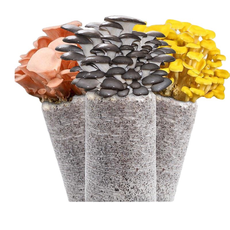 Edible Mushroom Bag Mushrooms, Shiitake Mushrooms, Red Oyster Mushrooms, Easy-To-Grow Kidsren's Gifts, Potted Succulents in the Office