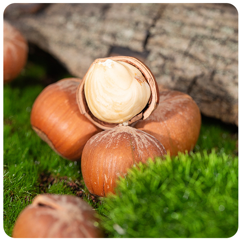 Northeastern Open-Shell Hazelnuts, Original Flavor, Large Kernels, New Stock, 500g Canned Specialty Nuts, Roasted Snacks, Wholesale