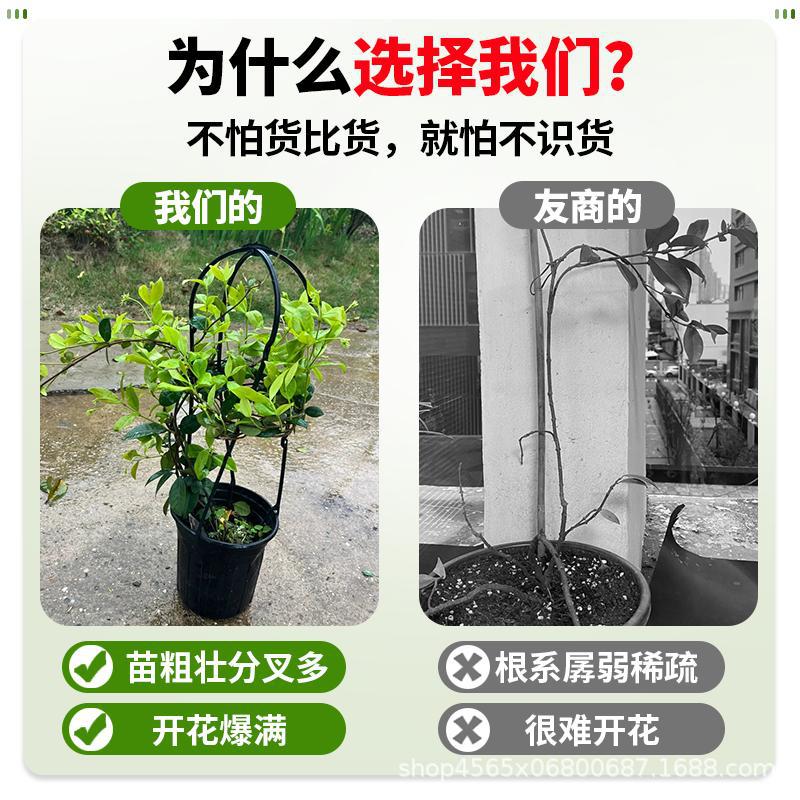 Windmill Jasmine Vine Plant with Flowers, Strong Fragrance Climbing Vine Seedling, Courtyard Balcony, Cold-Resistant and Easy to Grow Soil Plant