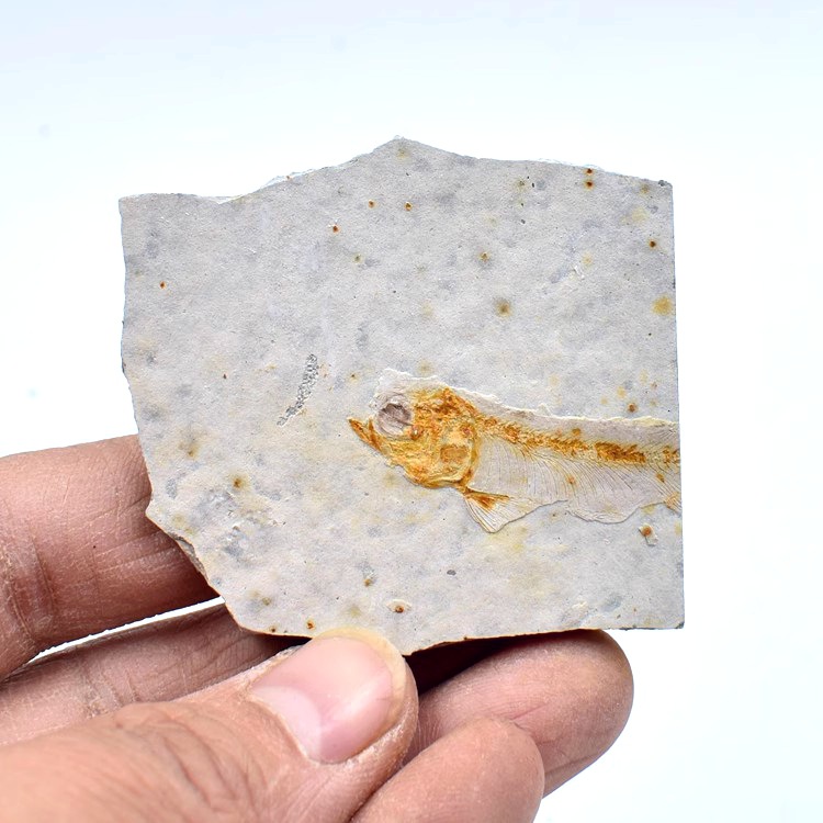 Langfin fish fossil in western Liaoning original stone ancient animal fossil trilobite fossil children's geological science popularization teaching specimen