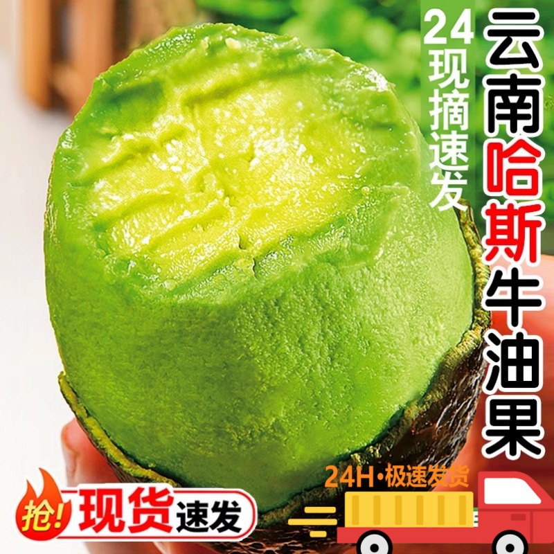Yunnan Hass Avocado Fresh Fruit in Season Avocado for Pregnant Women and Baby Food Supplement 15 Large Fruits Creamy Domestic Product