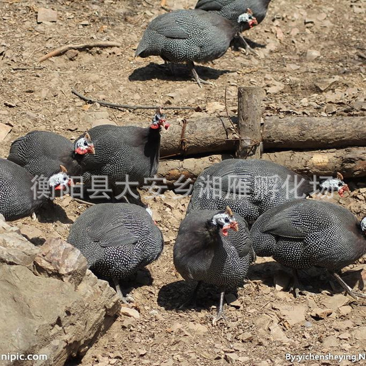 Pearl Chicken Seedling Incubation Base Factory Wholesale Colorful Pheasant Seedlings Live Seedlings Wholesale Live Imperial Concubine Chicken Rare Bird Seedlings