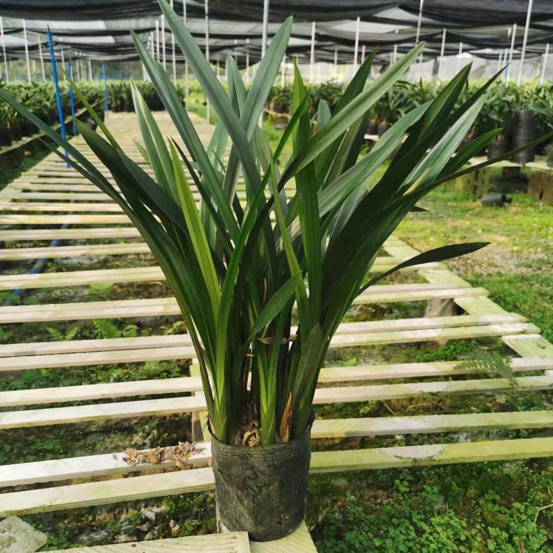 Топ-10 редких орхидей: черные орхидеи, свежие саженцы, высококачественные комнатные растения с сильным ароматом и цветочными бутонами, доступны для продажи