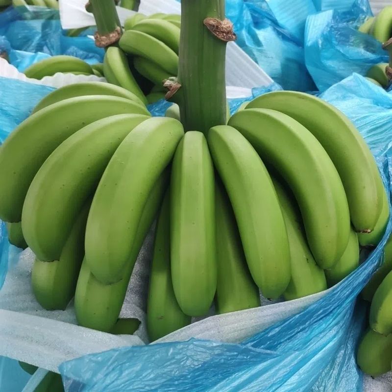 Guangxi Williams Banana Fresh Whole Box Seasonal Free Shipping Fresh Fruit Williams Banana Dropshipping