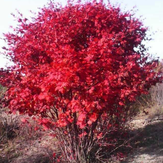 Rowan European Rowan Rowan Tree Rowan Sapling Red Fruit Rowan Cold-Resistant Deciduous Tree