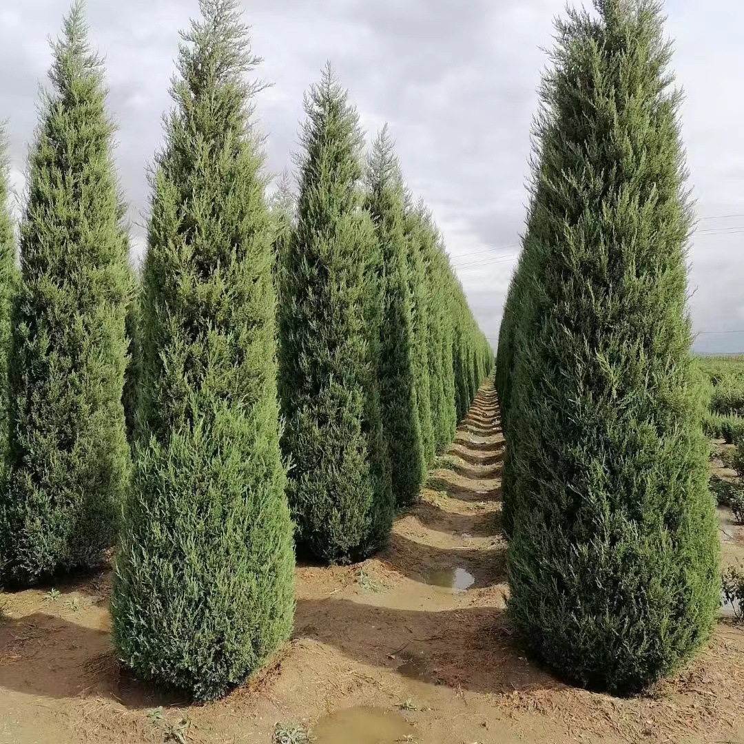 Tower 1 to 10m Tall Cypress, Round Cypress, Tower Sapling, Evergreen Tree All Year Round