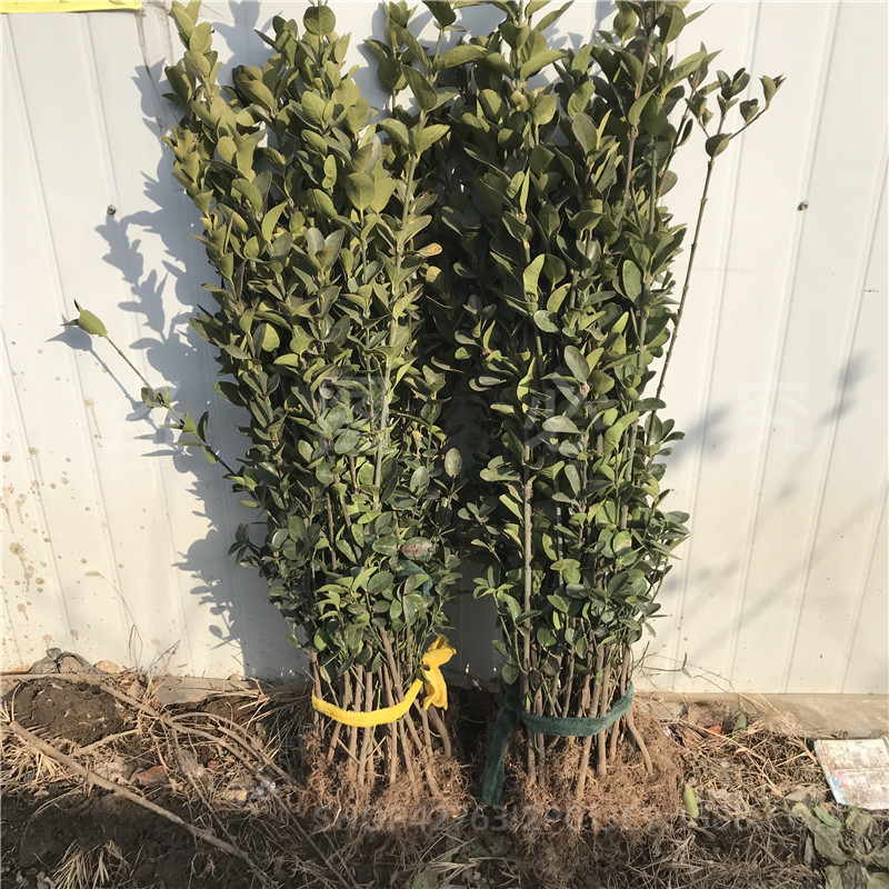 Hokkaido Boxwood Seedlings, Wall Fence Plants, Evergreen and Cold-Resistant Garden Engineering Saplings, Large-Leaf Holly Saplings