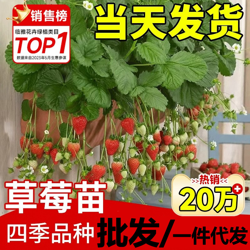 Кремовые саженцы клубники в горшках с почвой и красными семенами, съедобные четырехсезонные саженцы для посадки на балконе, новые саженцы, урожай
