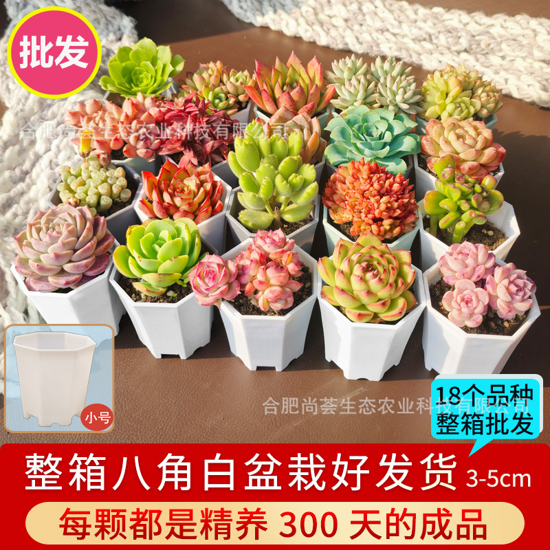 Succulent Plants Wholesale, Large Succulent Potted Flowers, Succulent Plants with Pots, Kindergarten Parent-Child Activity Gifts, Drop Shipping