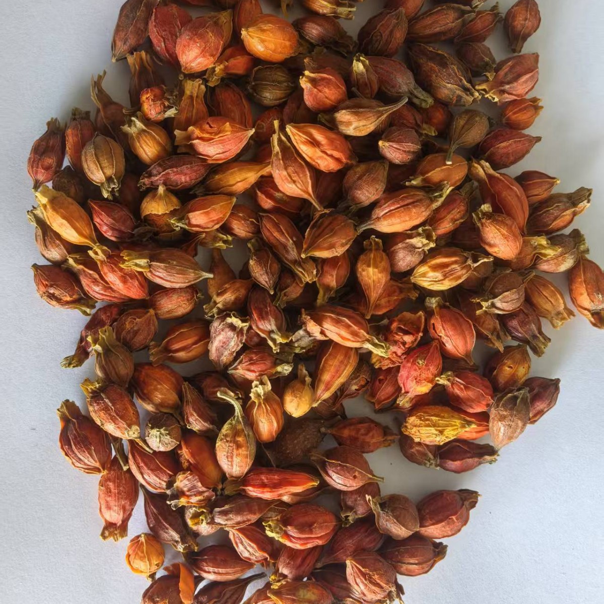 Gardenia 500g Jiangxi Gardenia Red Gardenia Small Gardenia [Jinghui Pharmaceutical] Chinese Herbal Medicine Spot Wholesale