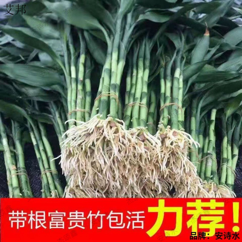 Flower Green Living Room with Roots Water-Cultured Potted Plants Office Water-Cultured Air-Purifying Green Plants Formaldehyde-Removing Bamboo