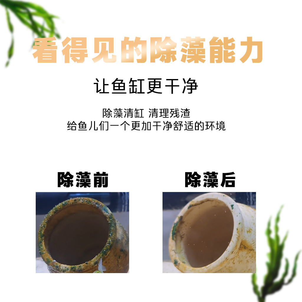 Beehorn Snail Ornamental Snail Apple Snail Black Diamond Egg Mysterious Golden Zebra Onion Cleaning Algae Removal Tool Snail