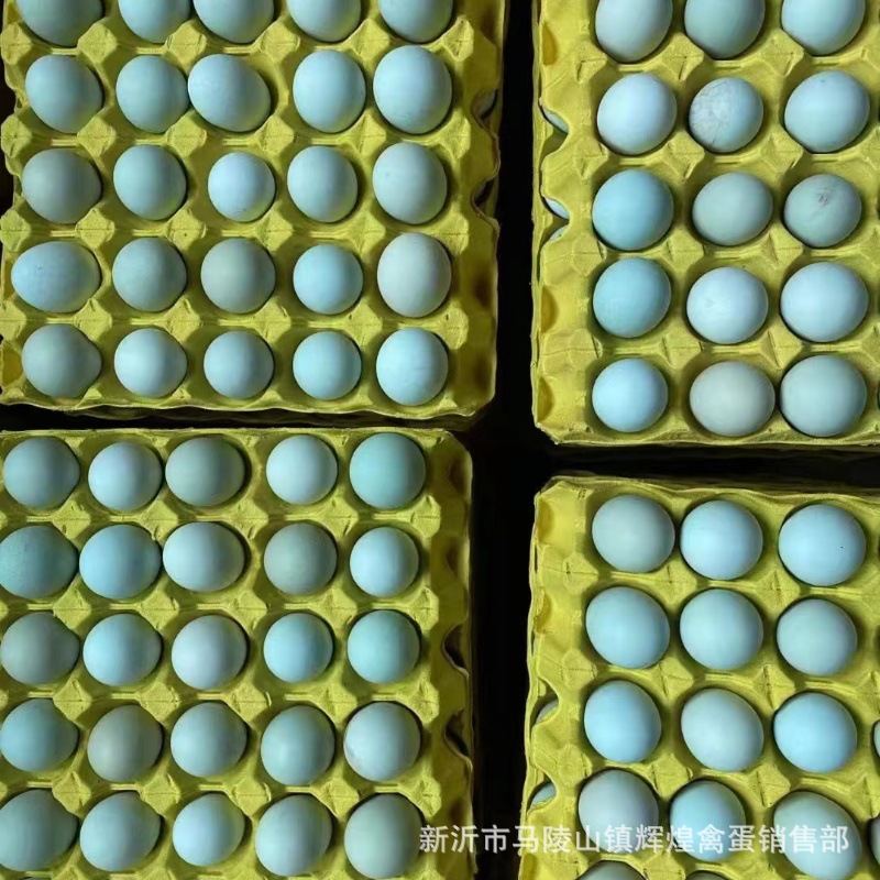 Large Wholesale of Fresh Green Shell Eggs, Green Shell Black Eggs, Green Shell Native Eggs, Green Shell Grass Eggs, Large Quantity and Excellent Price