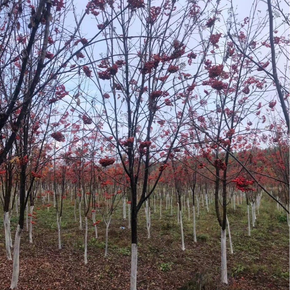 Rowan European Rowan Rowan Tree Rowan Sapling Red Fruit Rowan Cold-Resistant Deciduous Tree