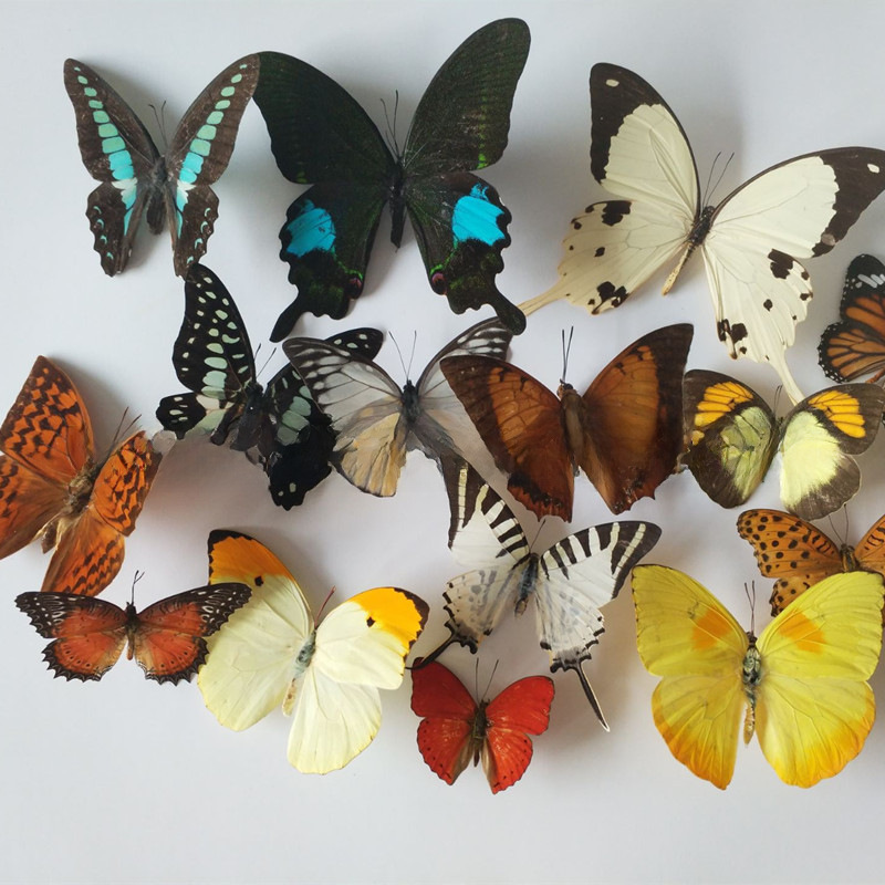 Butterfly Specimen Real Butterfly Specimen Wings Spreading Insect Animal Specimen Wholesale Kindergarten Teaching Aids Can Be Removable