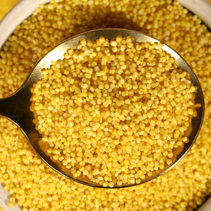 [Wholesale Yellow Millet] Seasonal Boutique New Millet Farm Moon Millet Congee Bait Feed Millet 25kg