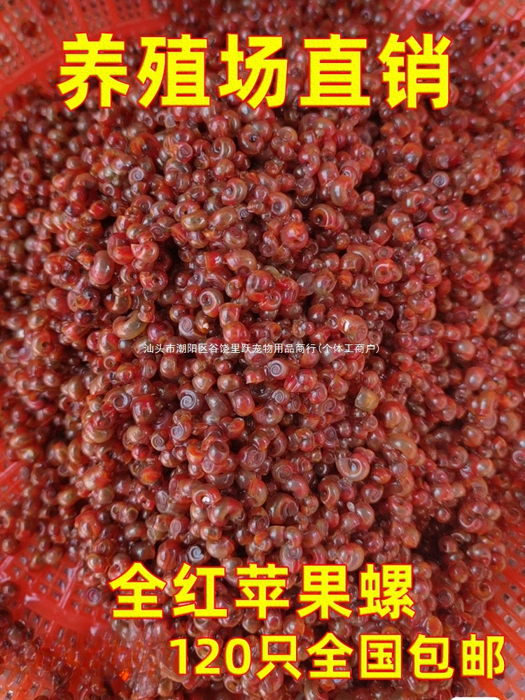 Полный красный яблочный улитка декоративная улитка большая улитка для удаления водорослей золотая улитка рыба собачья голова декоративная черепаха живой корм чистка домашних животных