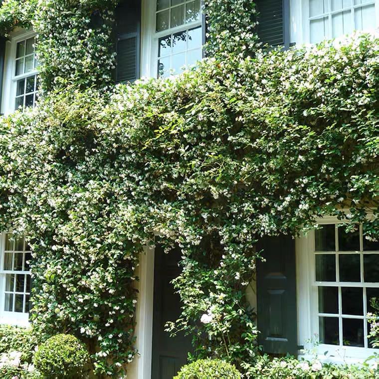 Windmill Jasmine Climbing Vine Potted Silver Jasmine Courtyard Balcony Outdoor Evergreen Aromatic Cold-Resistant Climbing Creeper Vine