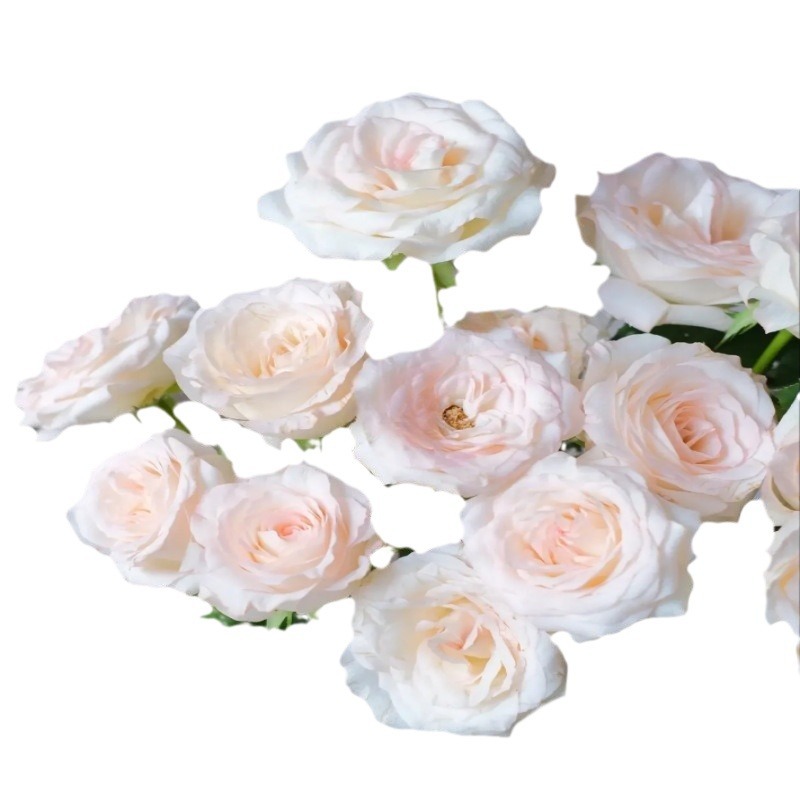 Rose Flowers Wholesale Yunnan Kunming Flowers Direct Batch National Day Wedding Flower Shop Stalls to Give Away Community Group Purchase Fresh