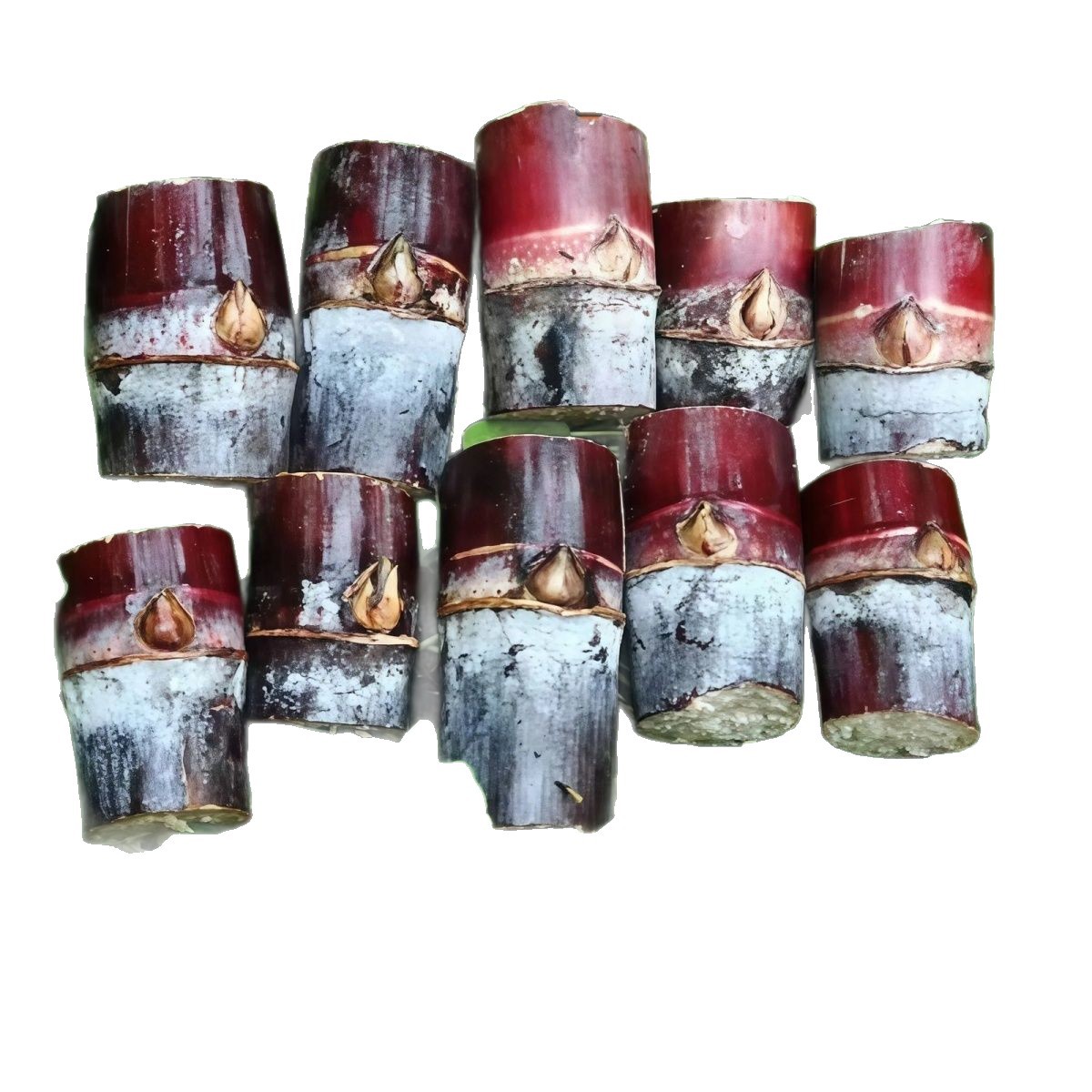 Authentic Guangxi Black-Skinned Sugar Cane Seedlings, Sugar Cane Seeds Available in Stock, Can Be Planted in the North and South, First-Hand Supply Wholesale