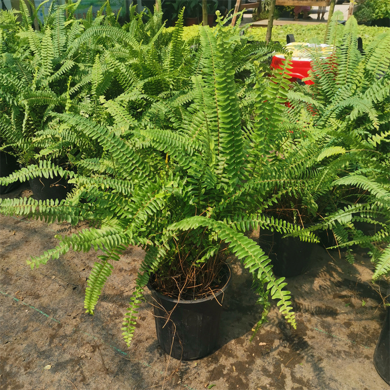 Potted Maidenhair Fern Garden with Evergreen Shade-Tolerant Ferns for All Seasons, Suitable for Flower Borders, Courtyard, and Balcony Plants