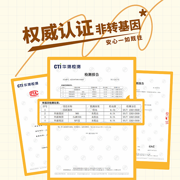 Factory Straight Hair Coarse Grain Cereal High Fiber Low 220g Sweet Waxy Corn Cob Fat Waxy Sticky Vacuum Packaging Yellow Waxy Corn