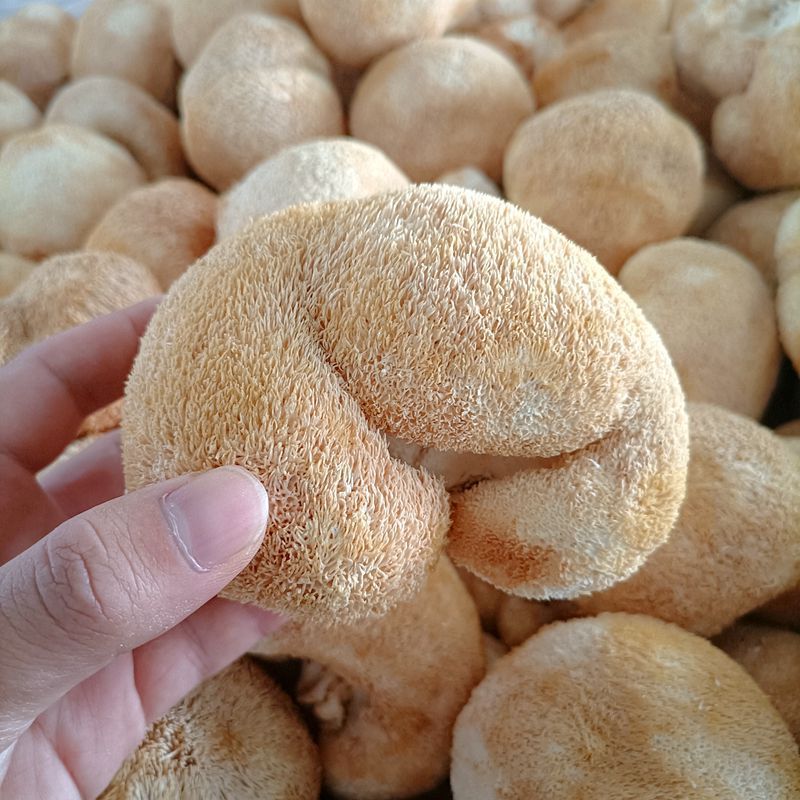 Hericium Erinaceus Dry Goods Yunnan Mountain Delicacy Special Hericium Erinaceus 500g Can Be Powdered to Nourish the Stomach and Make Soup Ingredients for Home Use