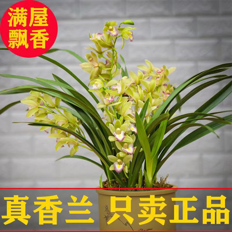 Орхидея Бутік Ароматная Орхидея Тип Аромата Драгоценный Саженец Жианлан Цветет Круглый Год Комнатное Цветущее Растение Горшечное Вечнозеленое