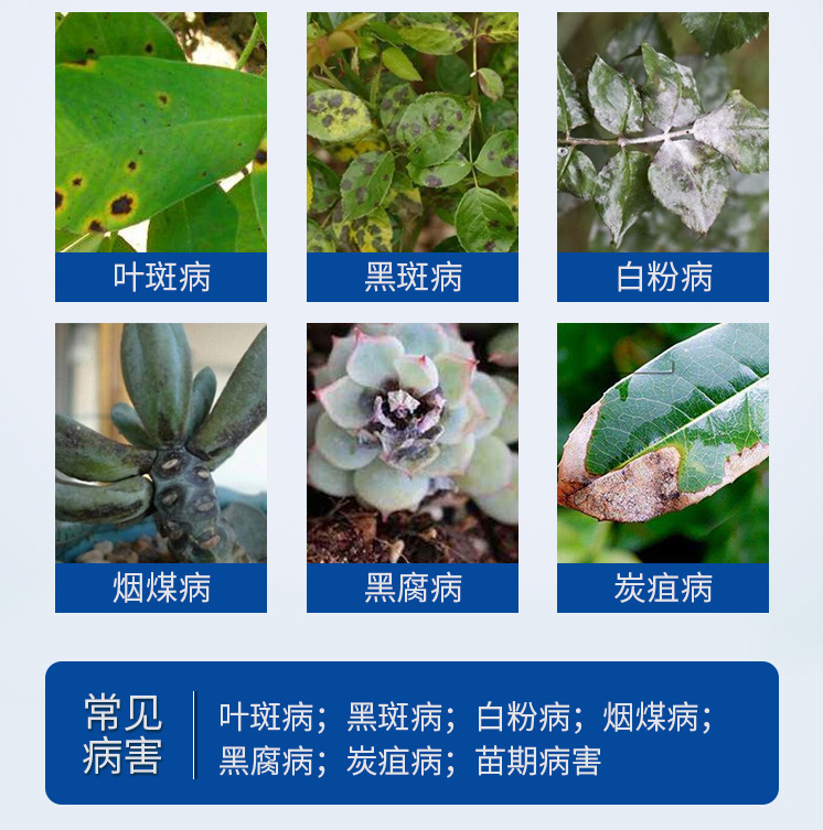 100g Guoguang Carbendazim Fungicide Carbendazim Universal Anther Fungicide Rose Succulent Green Dill Plant
