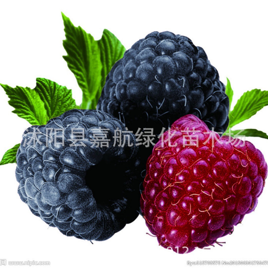 Raspberry Seeds Wild Strawberry Raspberry Black Raspberry Seeds Four Seasons Planting Garden Balcony Wild Fruit Raspberry Seeds