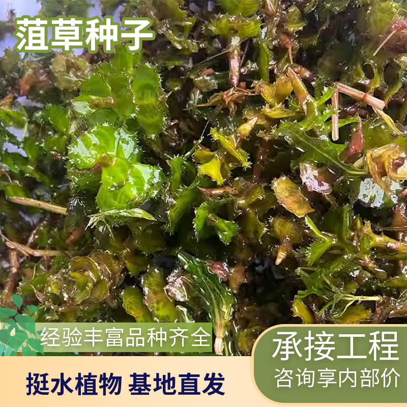 Аквариумные растения, семена трав, рыбные пруды, очистка воды в пруду, выращивание водных растений, каменная основа для рассады, прямая поставка водорослей для креветок, пшеница