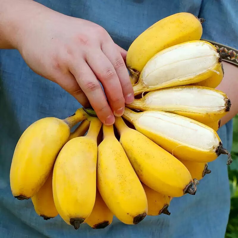 Authentic Guangxi Xiaomi Banana, Seasonal Fresh Fruit, Small Banana, Apple Banana, Naturally Ripe Powder Banana