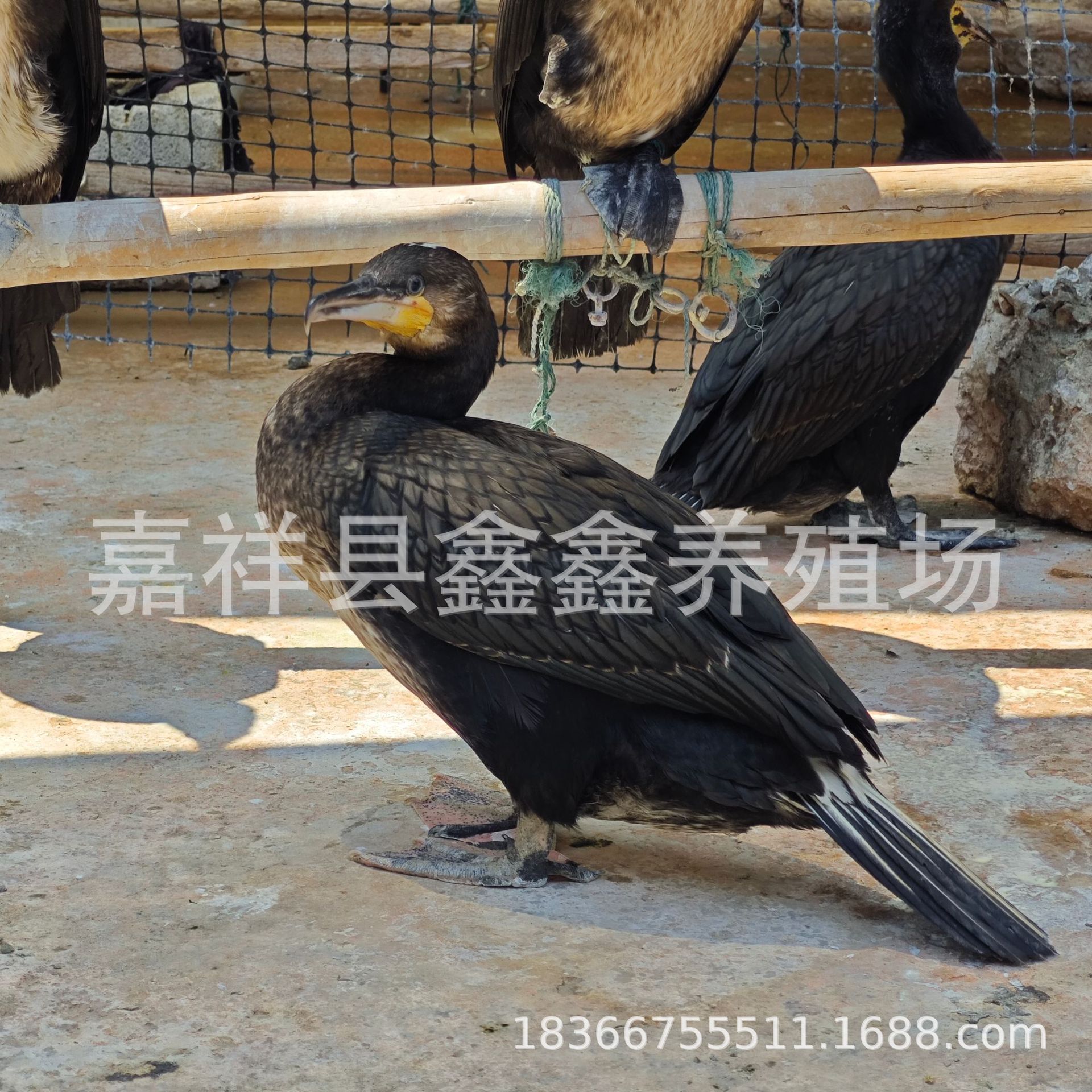 Artificially Cultivated Ospreys Are Sold in Large Quantities. Live Ospreys Are Caught in Performances in Gardens and Scenic Spots. the Price of Osprey Seedlings